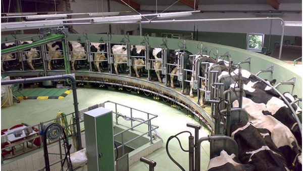 Livestock Management and Precision Dairy Farming